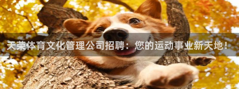 必一体育sportB